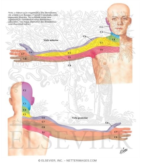 Watermarked preview of labeled image: Dermal Segmentation of Upper Limb