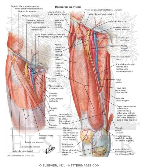 Watermarked preview of labeled image: Arteries and Nerves of Thigh: Anterior Views
Superficial Dissections