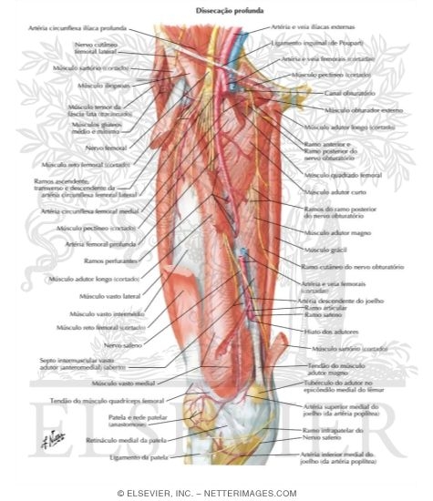 Watermarked preview of labeled image: Arteries and Nerves of Thigh: Deep Dissection (anterior view)Arteries and Nerves of Thigh: Anterior Views