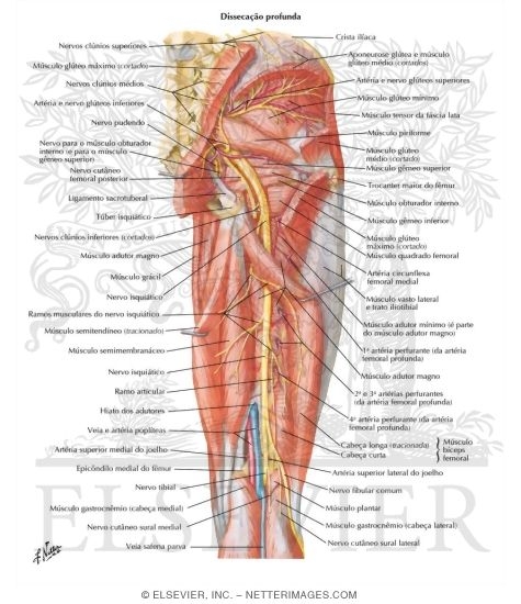 Arteries and Nerves of Thigh: Deep Dissection (posterior view)
Arteries and Nerves of Thigh: Posterior View