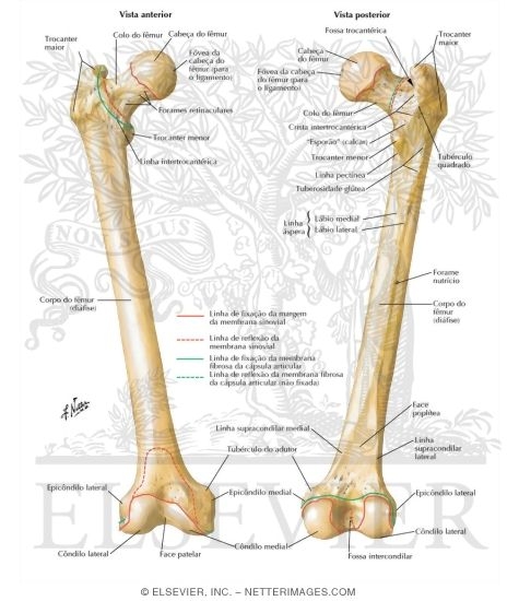 anatomía del fémur