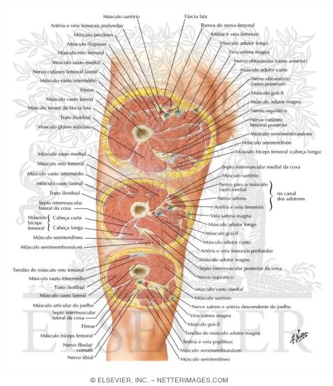 【限定セール！】 Anatomy Cross-Sectional of Sections Cross Serial Thigh: Thigh 洋書