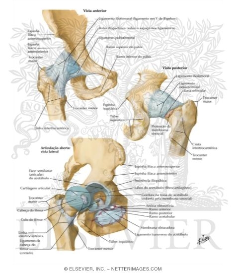 Hip Joint