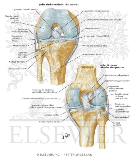 Cruciate and Collateral Ligaments of Right Knee Joint
Knee: Cruciate and Collateral Ligaments