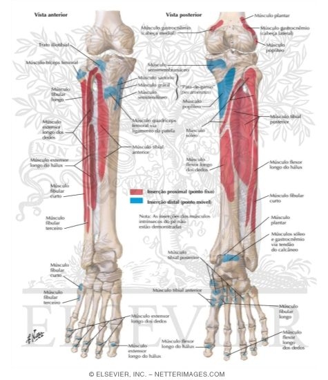Bony Attachments of Muscles of Leg
Attachments of Muscles of Leg