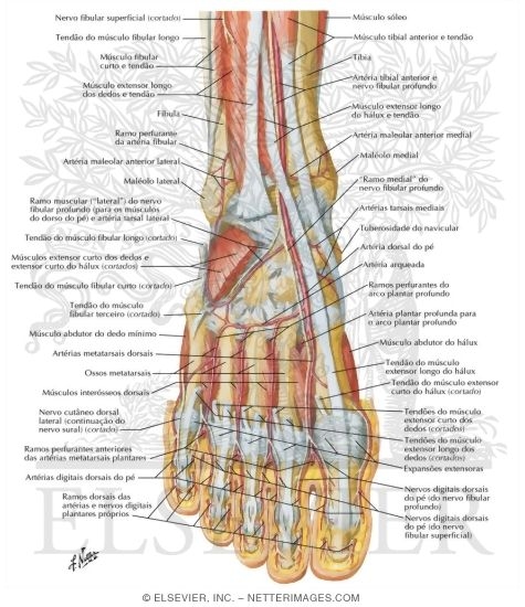Atlas de Anatomia Humana