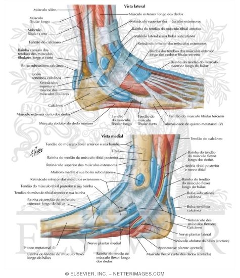 Synovial Tendon Sheaths at Ankle
Tendon Sheaths of Ankle