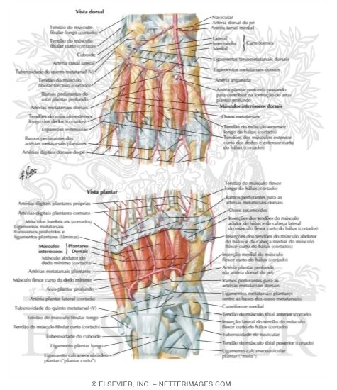 Interosseous Muscles and Plantar Arterial Arch
Interosseous Muscles and Deep Arteries of Foot