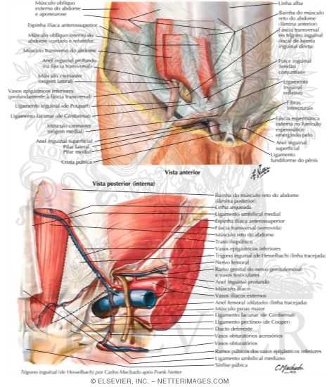 Watermarked preview of labeled image: Inguinal Region: Dissections