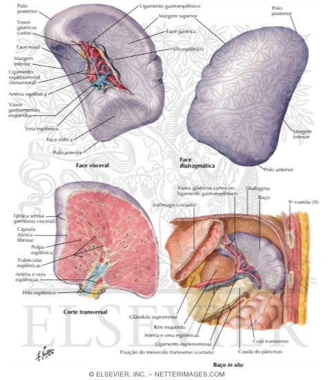 Spleen