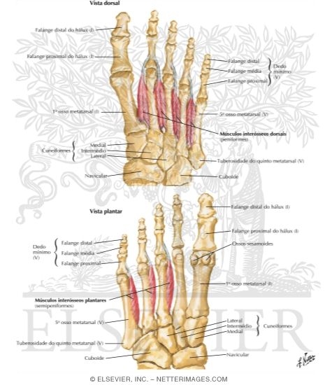 Interosseous Muscles of Foot 
Muscles: Fourth Plantar Layer