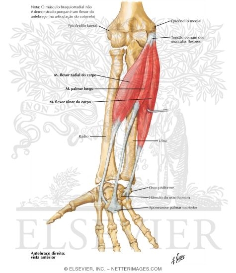 Individual Muscles of Forearm: Flexors of Wrist