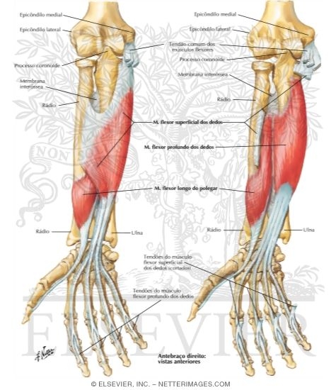 Individual Muscles of Forearm: Flexors of Digits 