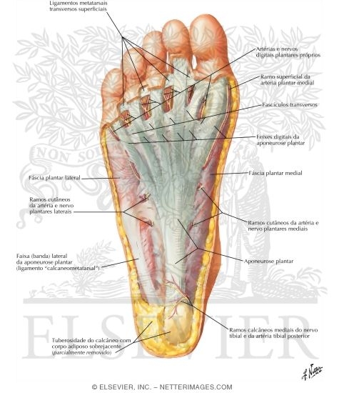 Atlas de Anatomia Humana