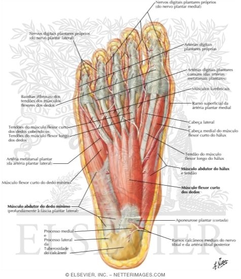 Muscles of Sole of Foot: First Layer