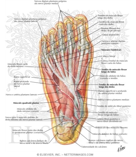 Muscles of Sole of Foot: Second Layer