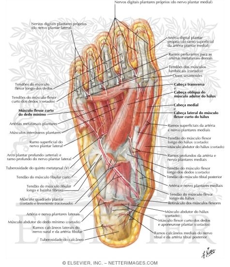 Muscles of Sole of Foot: Third Layer