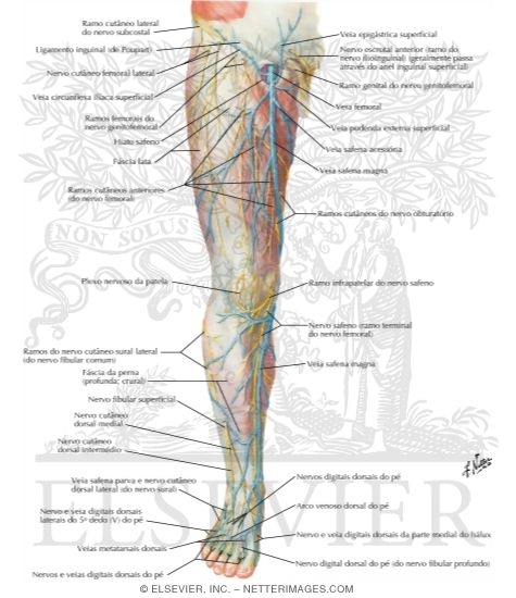 Watermarked preview of labeled image: Superficial Nerves and Veins of Lower Limb: Anterior View