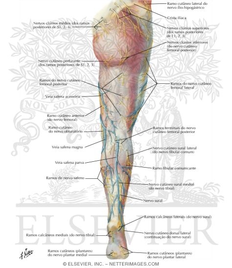 Watermarked preview of labeled image: Superficial Nerves and Veins of Lower Limb: Posterior View
