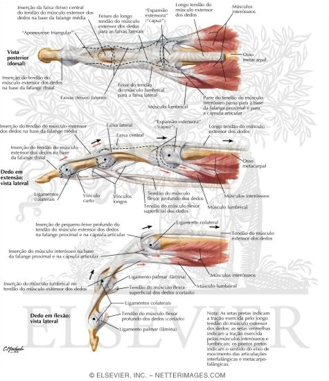 Flexor and Extensor Tendons in Fingers