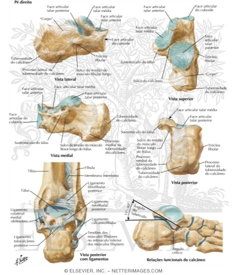 Watermarked preview of labeled image: Calcaneus