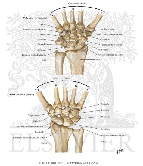 Carpal Bones