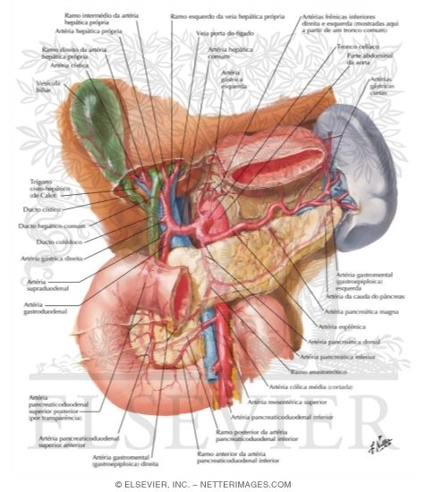 Arteries of Liver, Pancreas, Duodenum, and Spleen