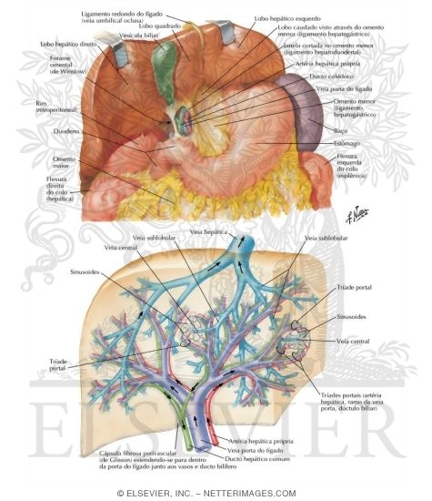 Liver In Situ: Vascular and Duct Systems