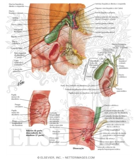 Gallbladder, Extrahepatic Bile Ducts, and Pancreatic Duct