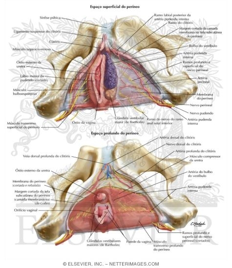 Watermarked preview of labeled image: Female Perineal Spaces