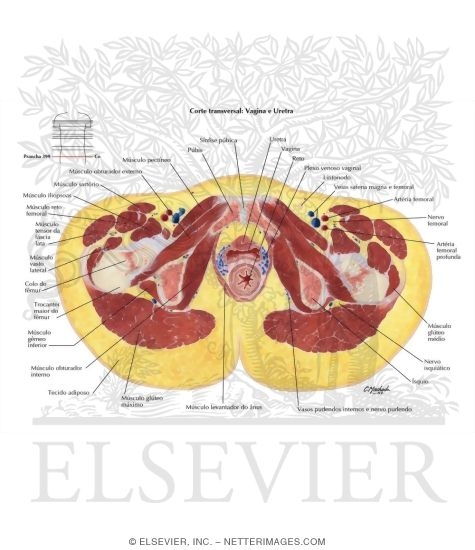 Female Pelvis: Cross Section