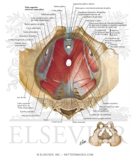 Watermarked preview of labeled image: Pelvic Diaphragm: Male