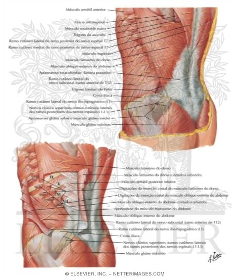 Watermarked preview of labeled image: Posterolateral Abdominal Wall