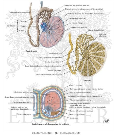 Testis, Epididymis, and Ductus Deferens
