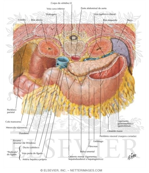 Omental Bursa: Cross Section