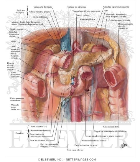Watermarked preview of labeled image: Duodenum In Situ