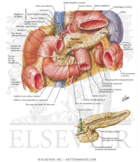 Pancreas In Situ
