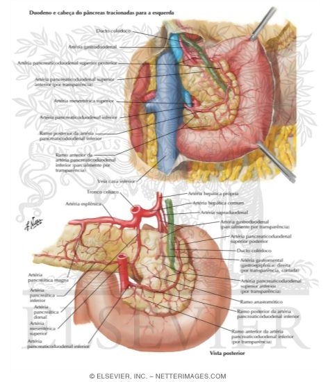 Arteries of Duodenum and Head of Pancreas