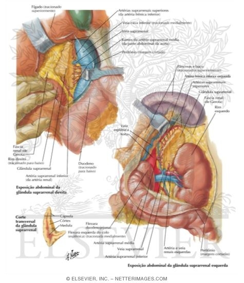 Watermarked preview of labeled image: Arteries and Veins of Suprarenal Glands In Situ