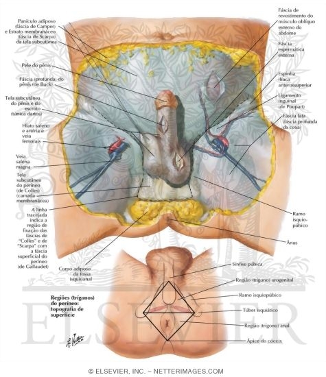 Perineum and External Genitalia (Superficial Dissection)