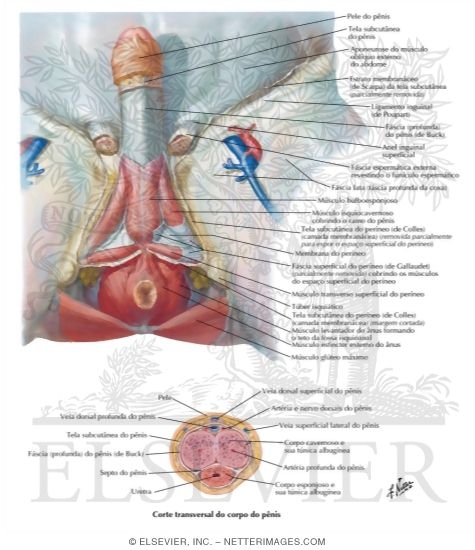 Watermarked preview of labeled image: Perineum and External Genitalia (Deeper Dissection)