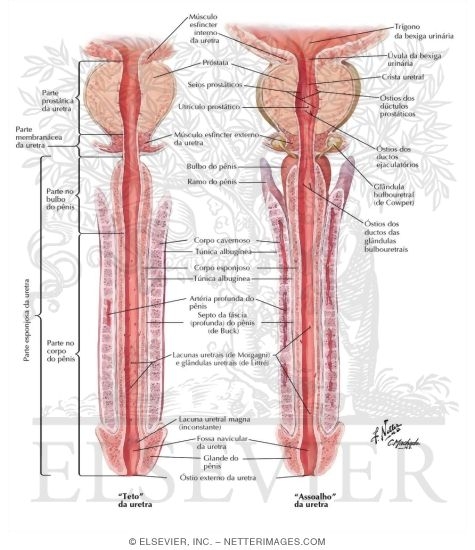 Urethra