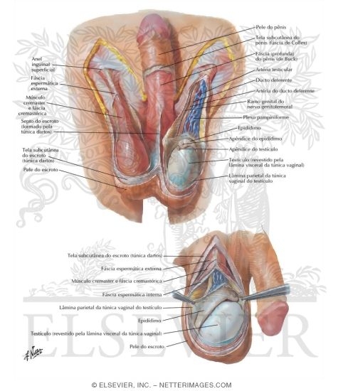 Scrotum and Contents