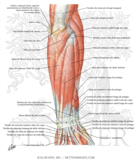 Watermarked preview of labeled image: Muscles of Forearm (Superficial Layer): Posterior View