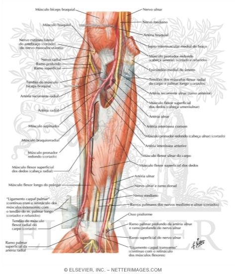 Muscles of Forearm (Intermediate Layer): Anterior View