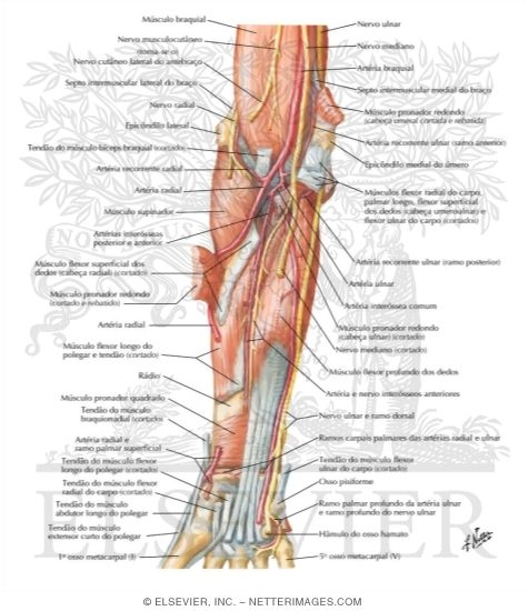 Watermarked preview of labeled image: Arteries, Nerves, and Muscles of Upper Limb (Anterior View)
Muscles of Forearm (Deep Layer): Anterior View