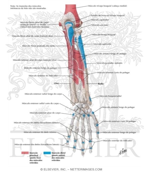 Attachments of Muscles of Forearm: Posterior View
