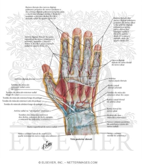 Wrist and Hand: Deep Dorsal Dissection
