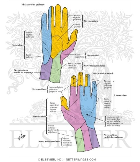 Cutaneous Nerves of Wrist and Hand