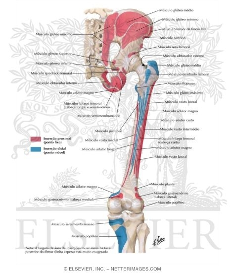 Bony Attachments of Muscles of Hip and Thigh: Posterior View